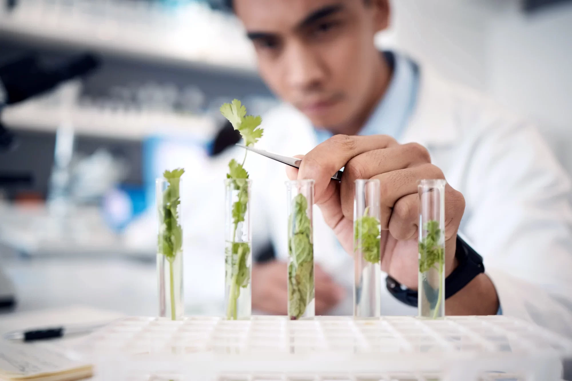 A scientist examining plant samples in test tubes.
